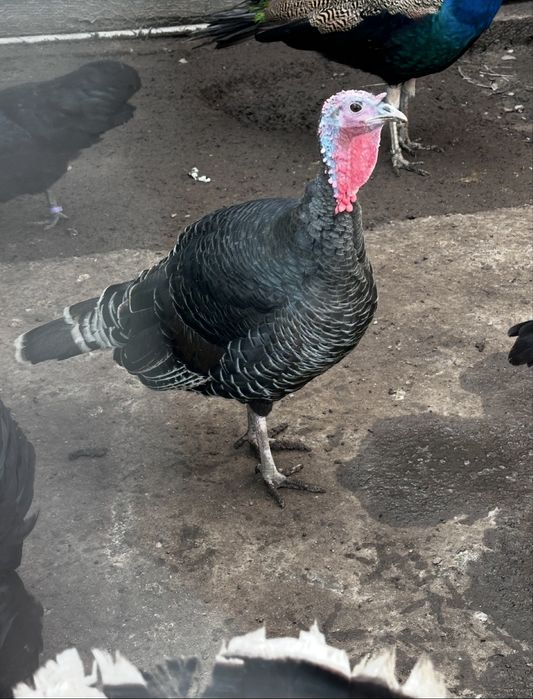 Vand o pereche curci