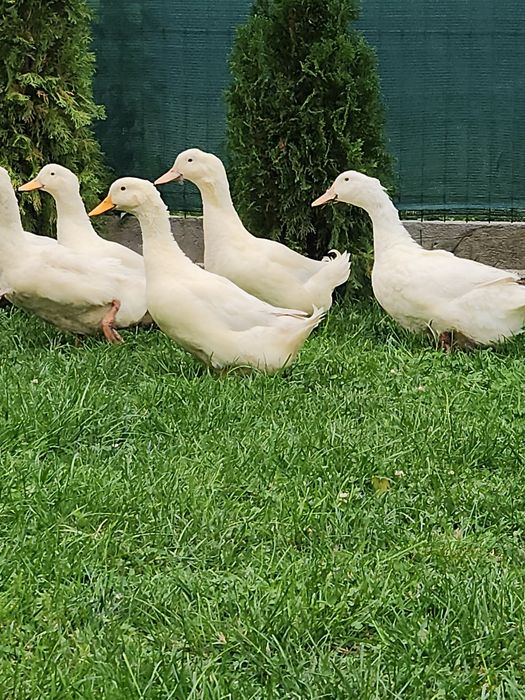 Rate pentru carne sau reproductie