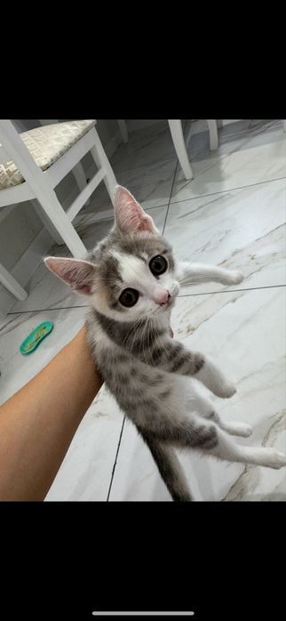 Отдам котенка девочка