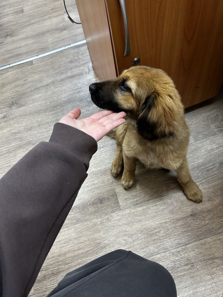 Щенок в хорошие руки