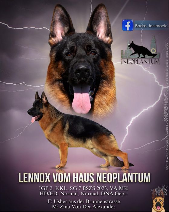 Pui ciobanesc german cu par scurt de inalta calitate