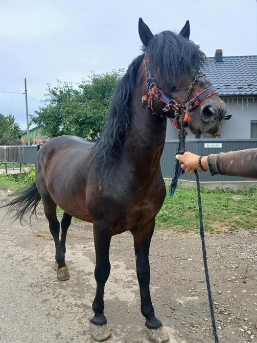 Vând iapa de 8 ani și harmasar de 9 ani