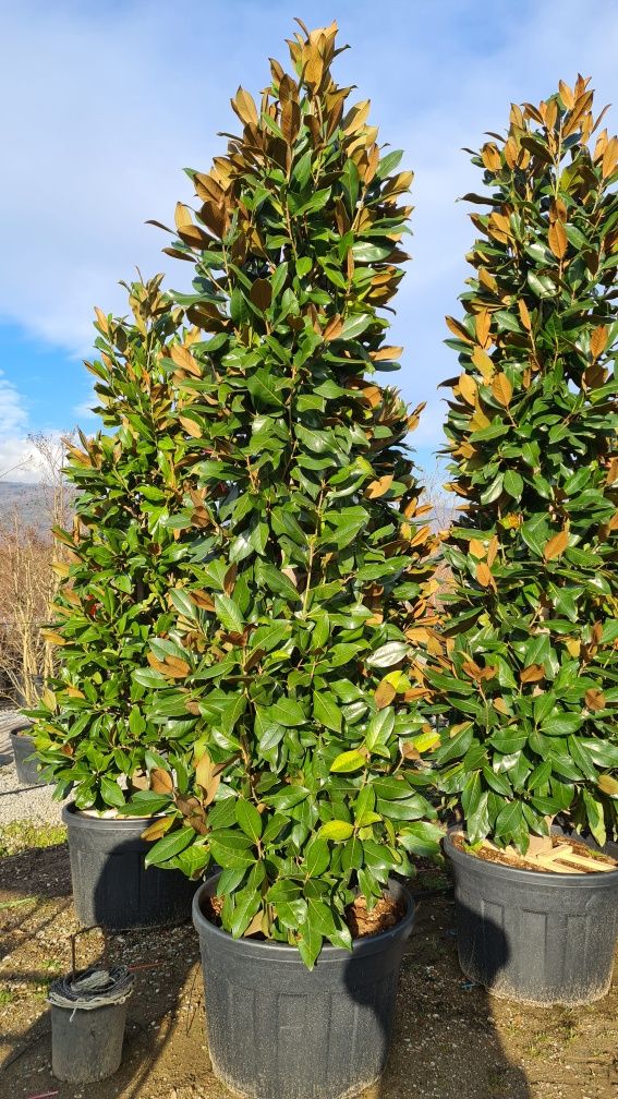 Magnolia grandiflora