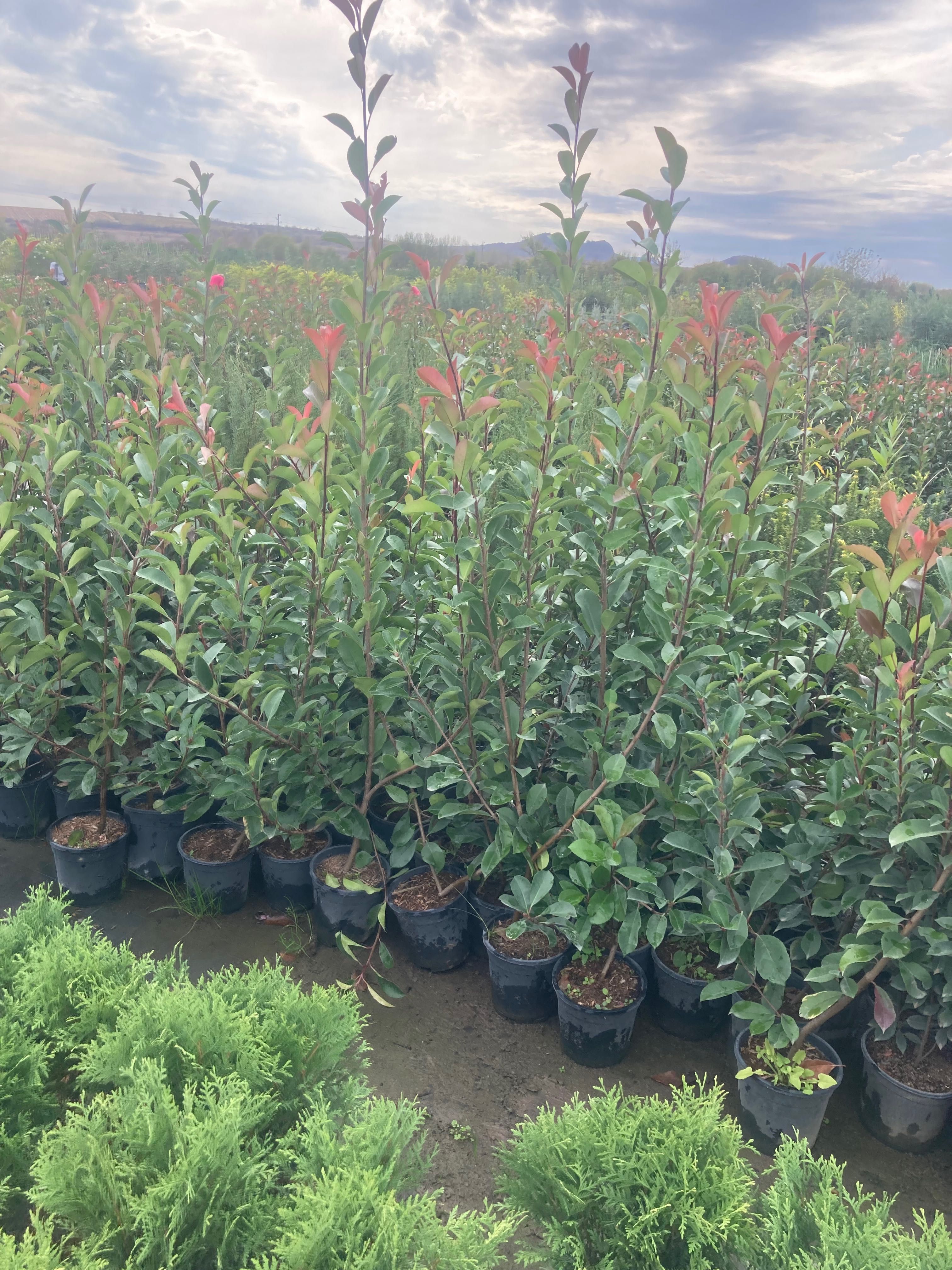 Фотиния photinia red robin