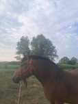 Vand iapa semi grea