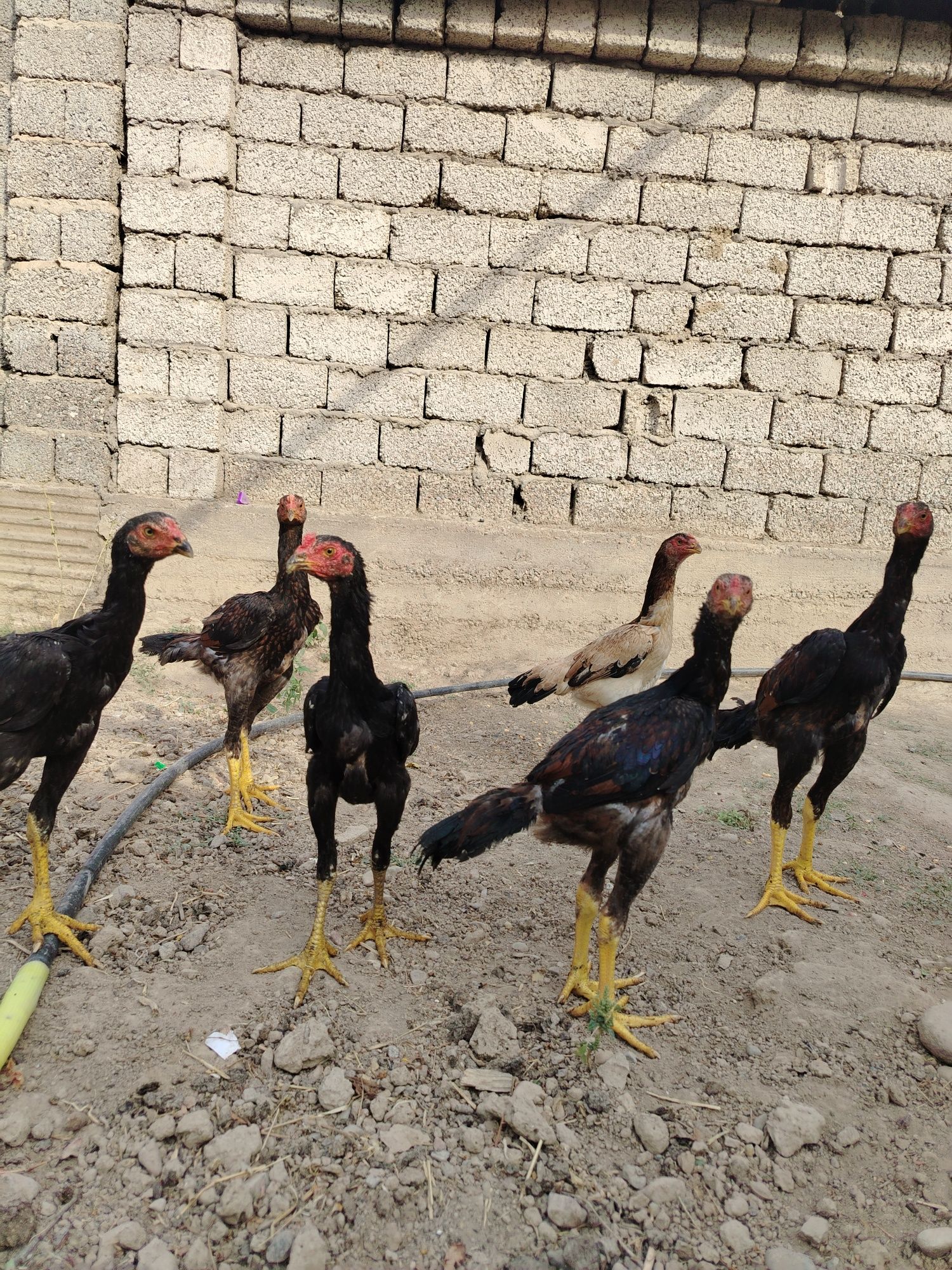 Dakan jo'jala sotiladi