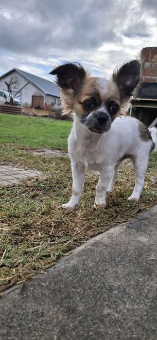 Дългокосместо Чихуахуа