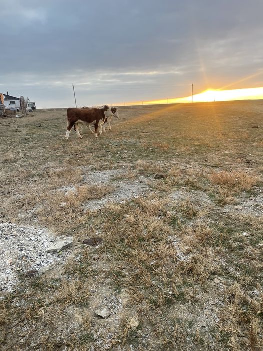 1,5 жасар тайынша сатылады