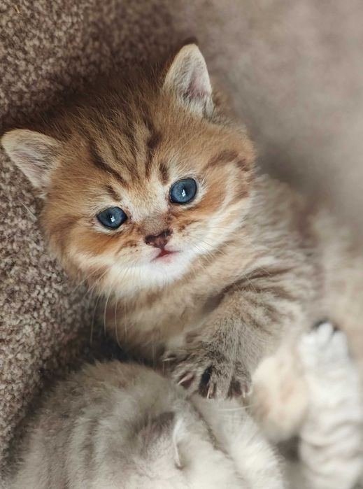 Шотландски клепоухи бебета