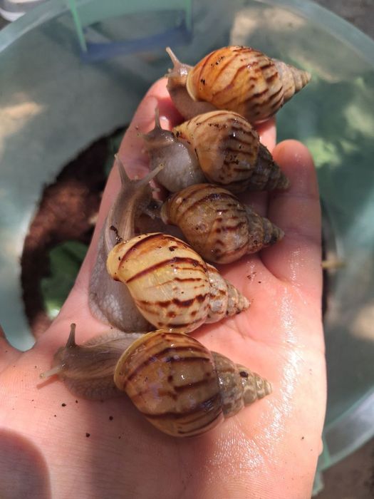 Namangan ulitka kafolati bilan