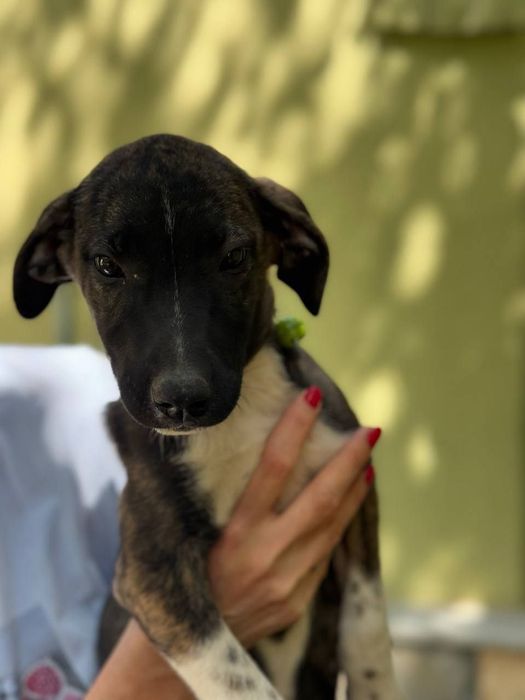 Щенок даром в добрые руки