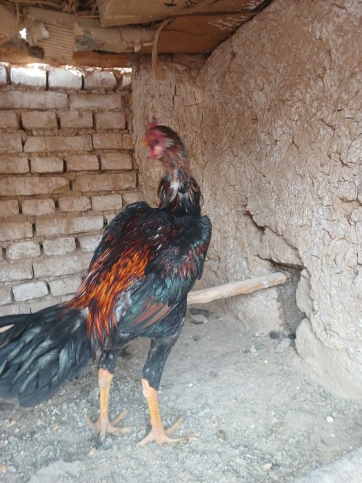 Xo‘roz sotiladi xo‘roz