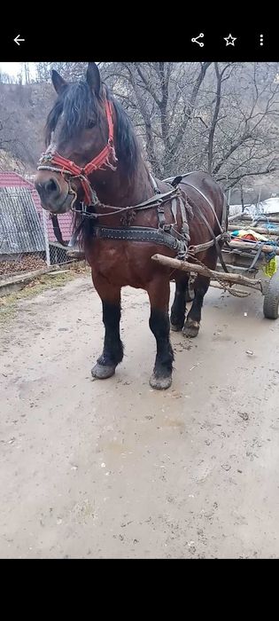 Vând sau schimb armăsar