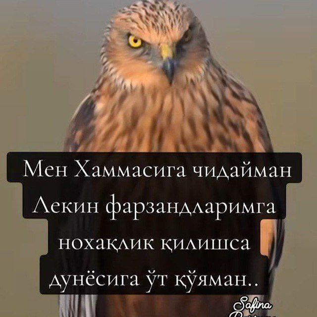 Qo'ylar sotiladi