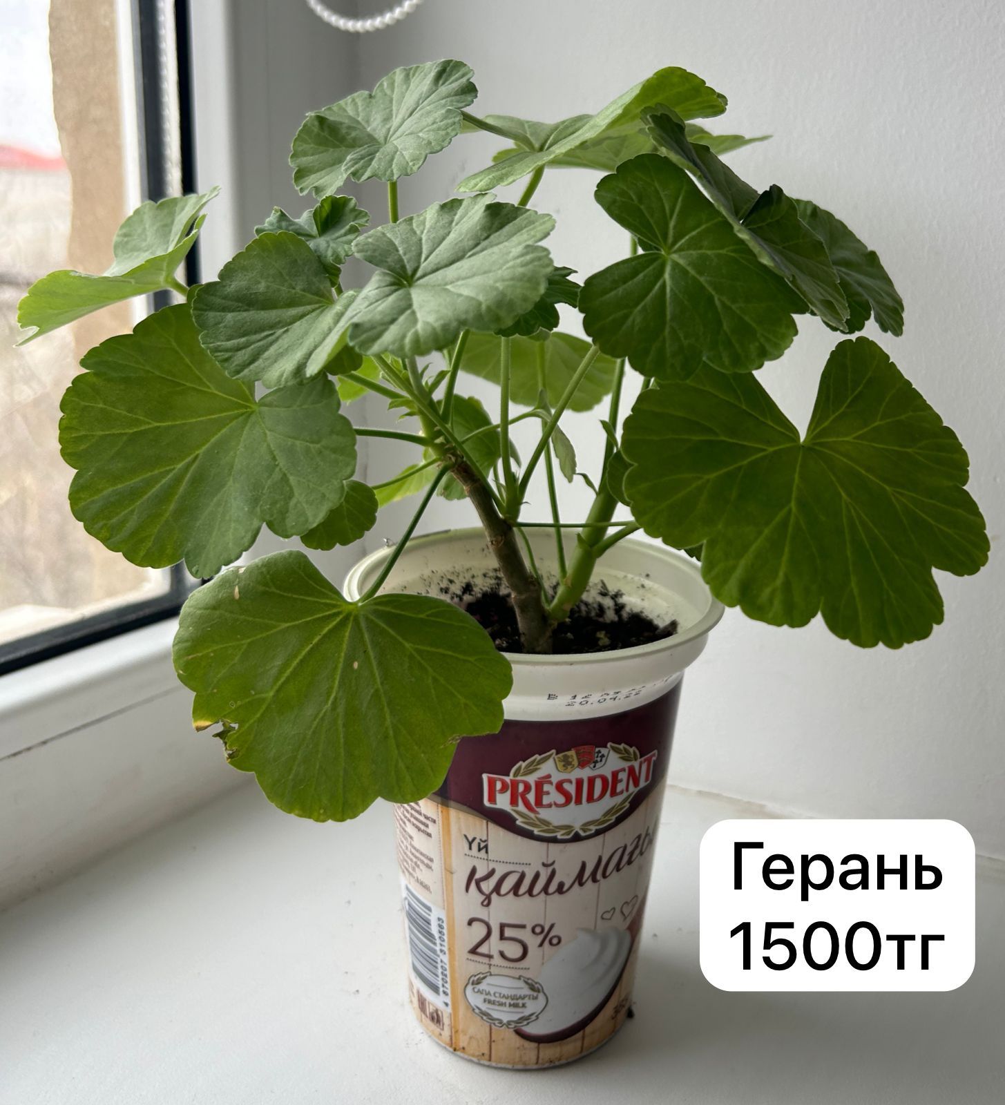 Продам герань пеларгония