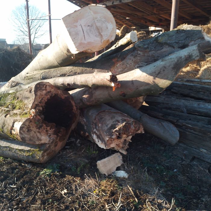 Vand lemne  pentru foc 700 lei  m c