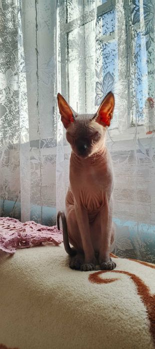 Чистокровная кошечка Сфинкс