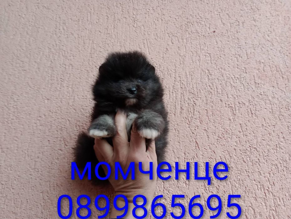 Померани. Мъжки и женски.Реални снимки !