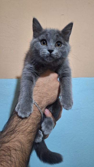 Skocht strayt 2 oylik