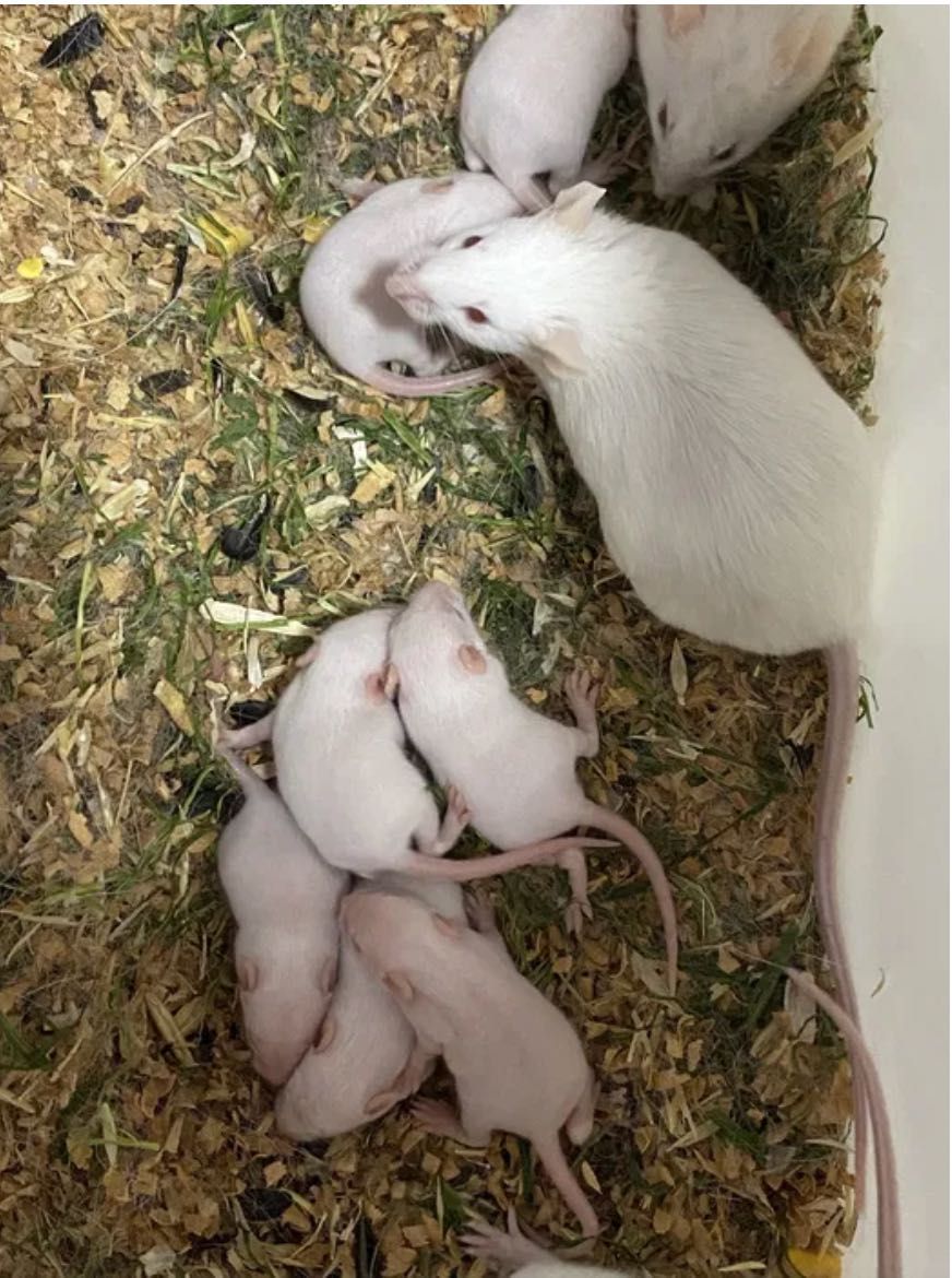 Кормовые мыши продаем