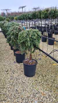 Juniperus pe picior ienuper