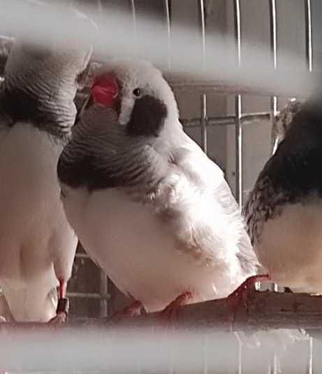 продавам зеброви амадини джъмбо, различни мутации