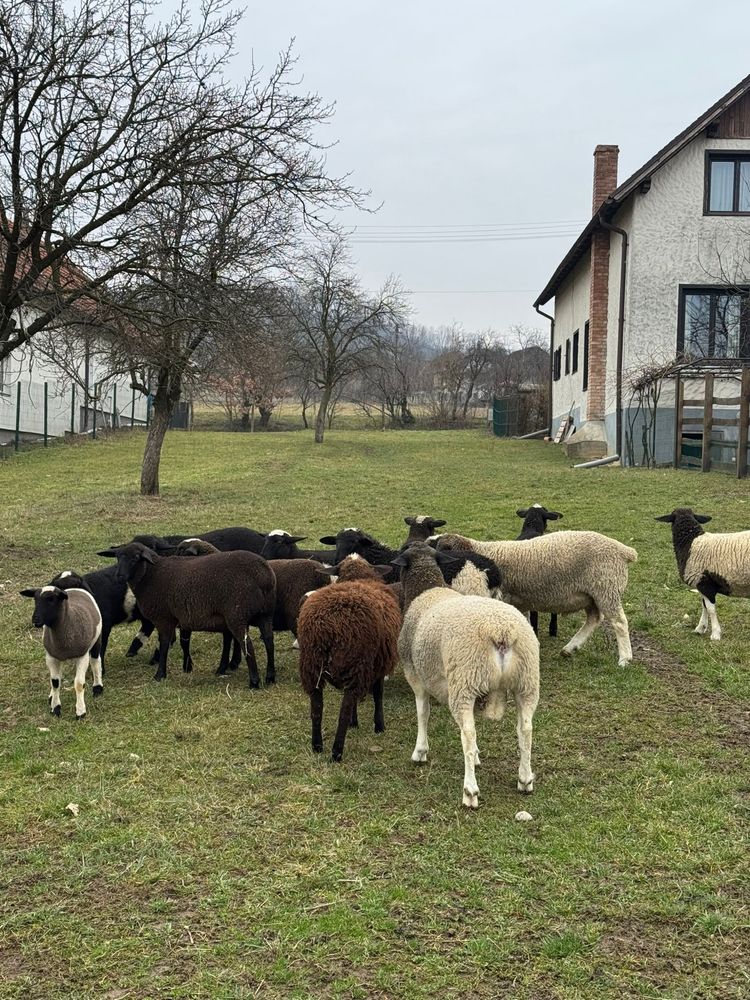 Oi ile de France si tigaie ruginie+miei!