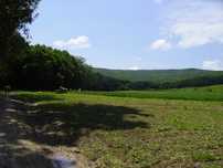 Padure Vaslui - Negresti