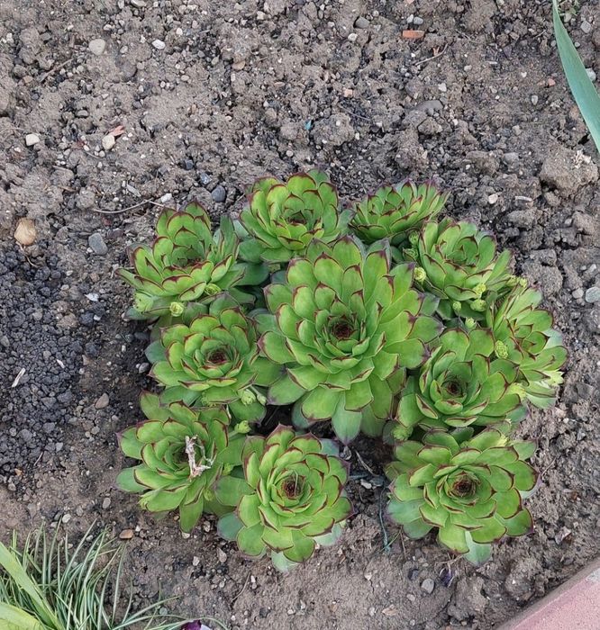 Buchete de Plante suculente, rezistente la frig. 10 fire la 30 lei