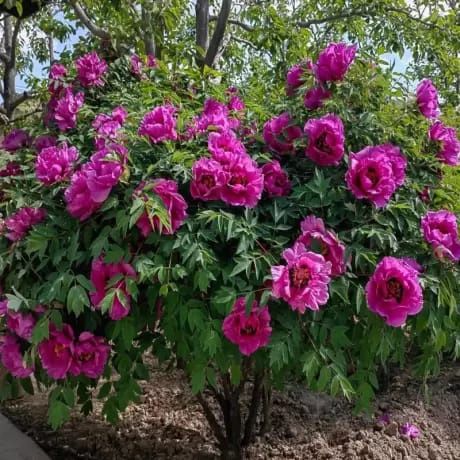 Bujor Arbustiv la Ghiveci