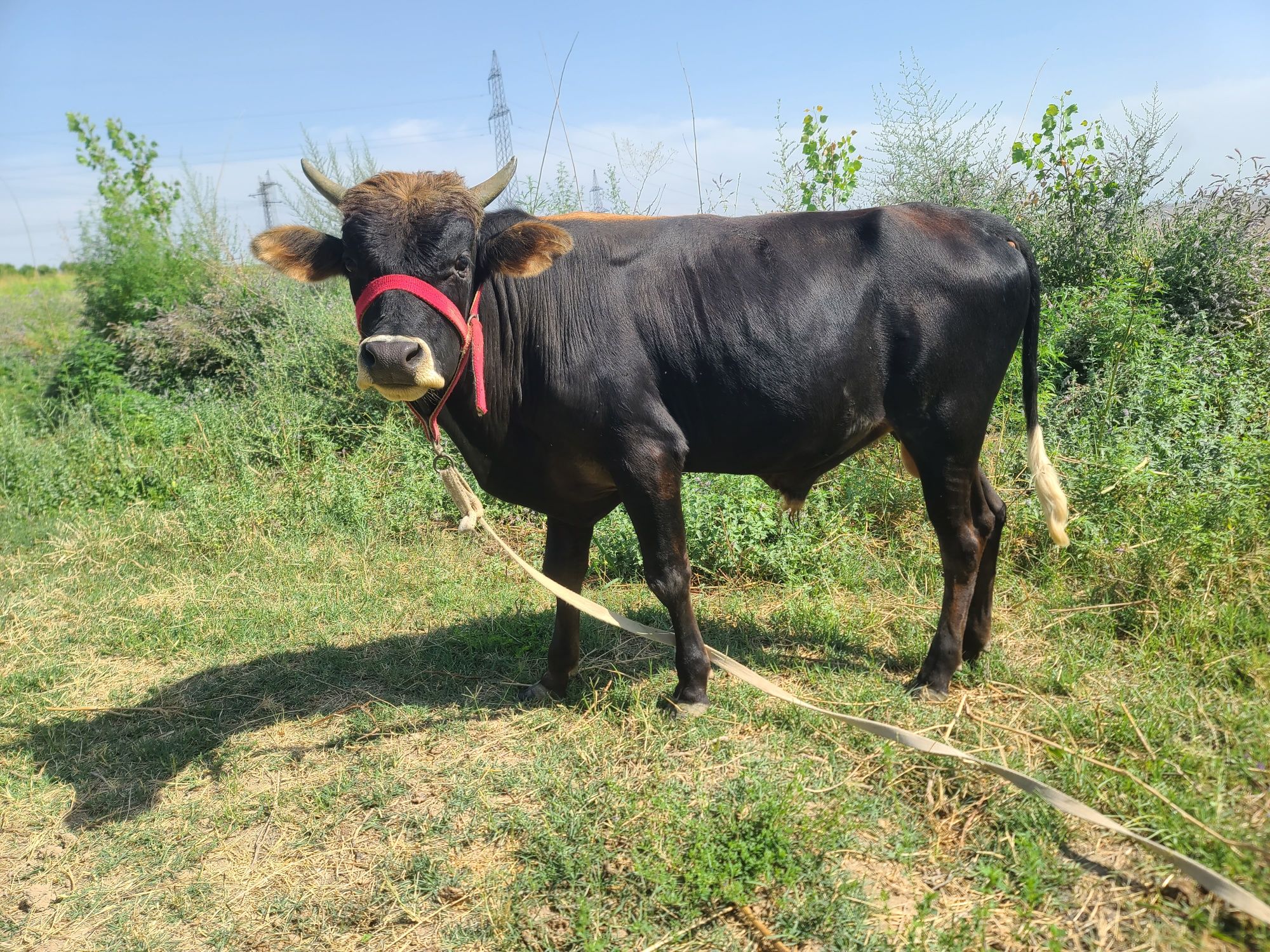 Buqa 1 yashar yeb ichishi zòr
