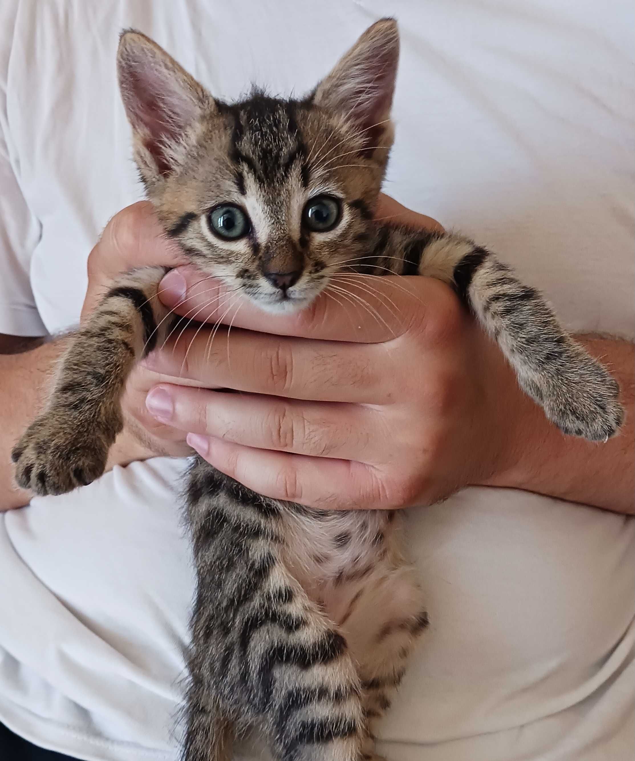 Котенца търсят дом (заедно или поотделно)