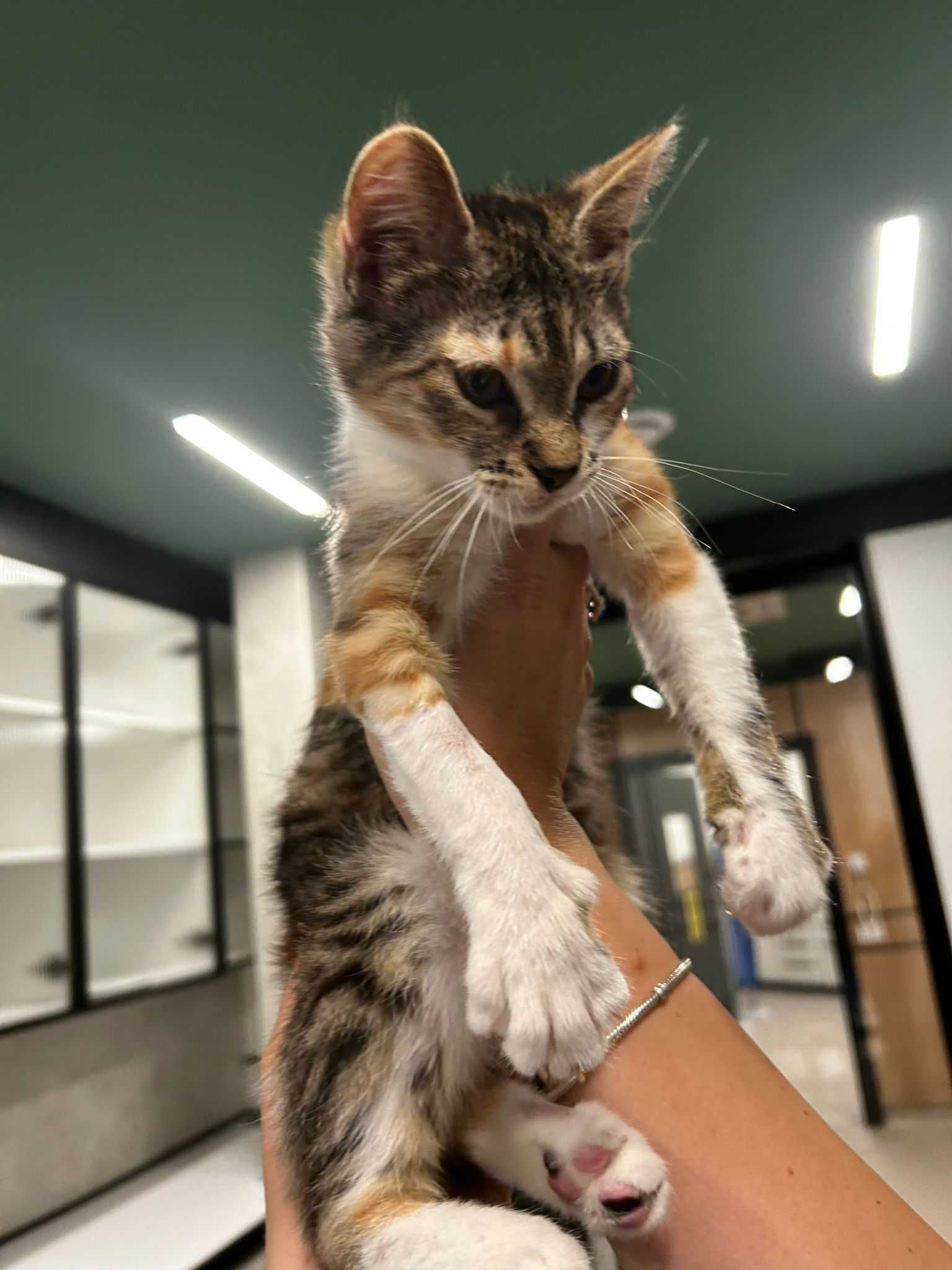 Pisicuta adoptie Iasi