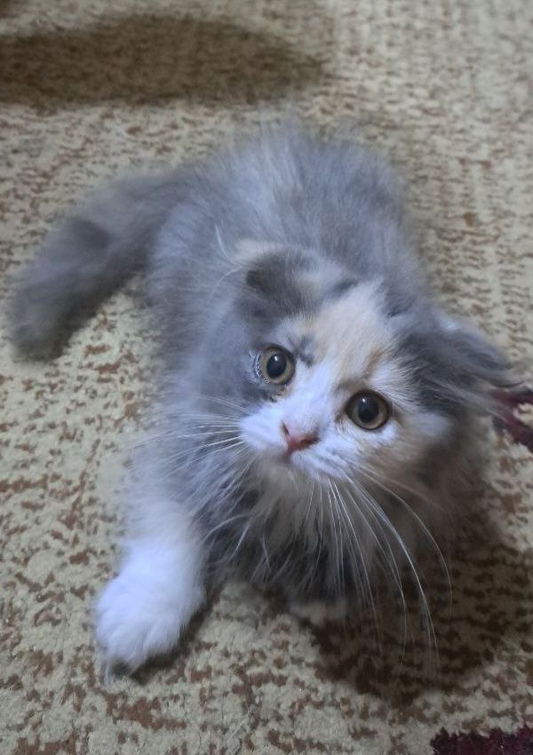 Продается котенок девочка