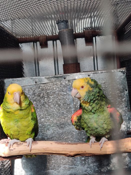 Papagal Amazon Magna Oratrix