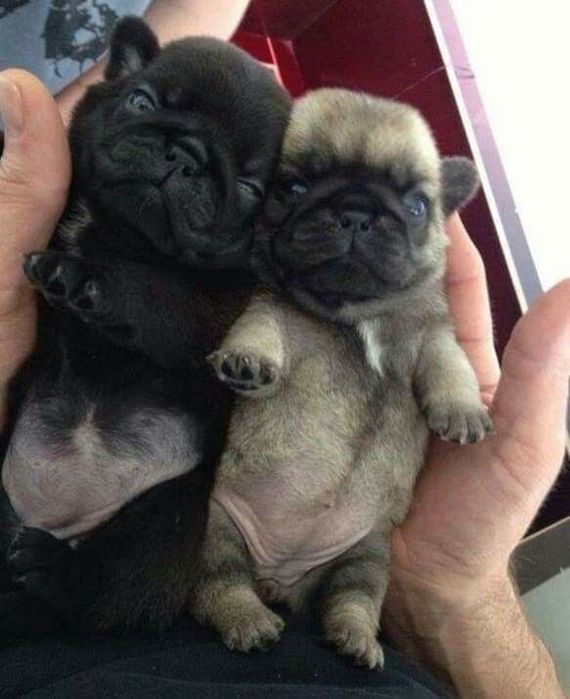 Щенки мопса с документами CKK-FCI.