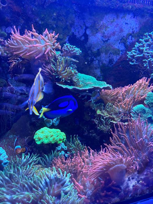 Acvariu Marin RedSea Reefer E250 cu echipamente/vietuitoare