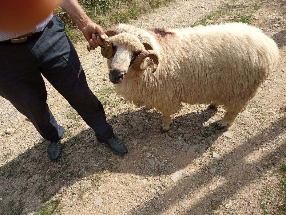oi si berbec de vanzare