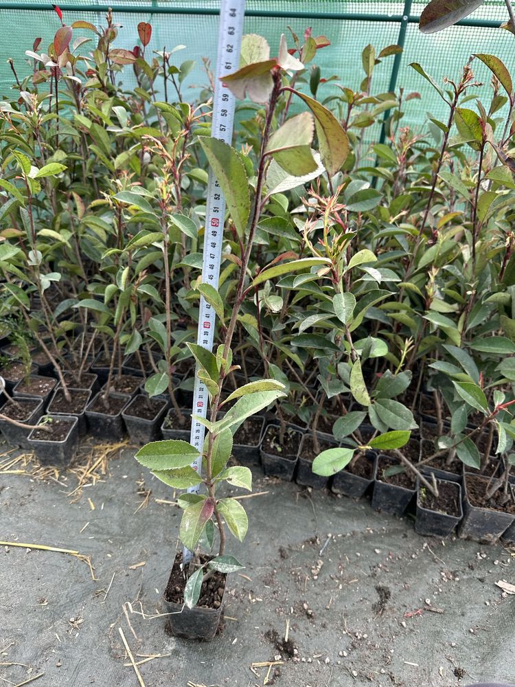 Photinia Red Robin gard viu