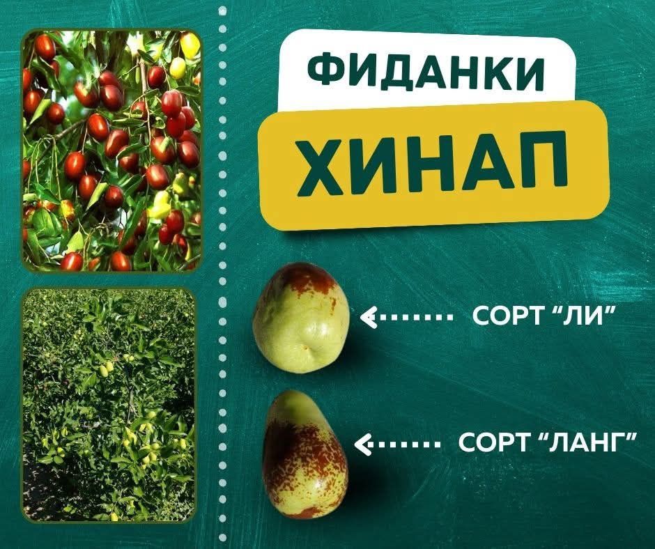 Хинап фиданки 2025