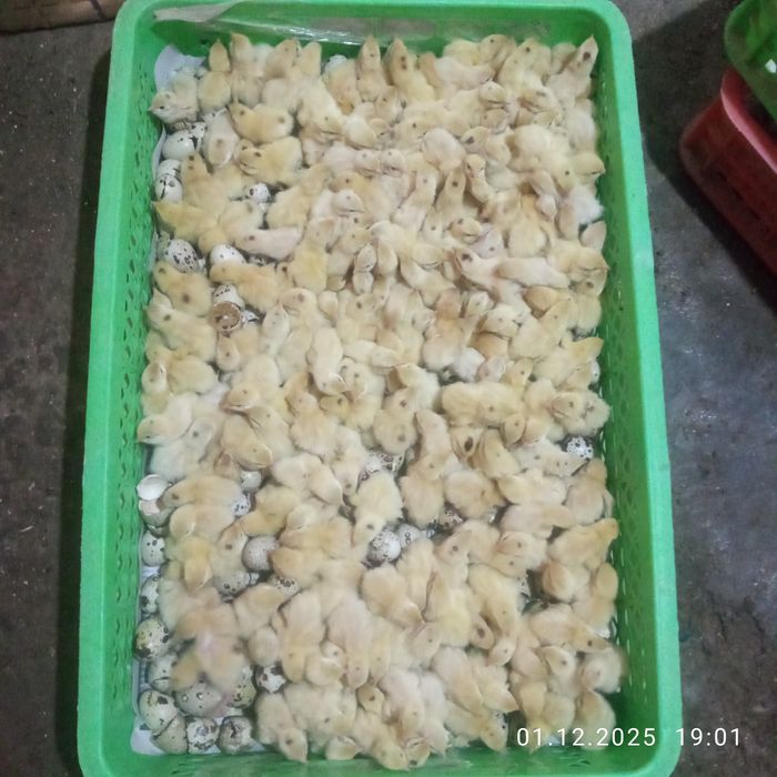 Bedana jojalari satiladi  4min srochni sotiladi