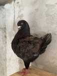 Mascul king negru 2022
