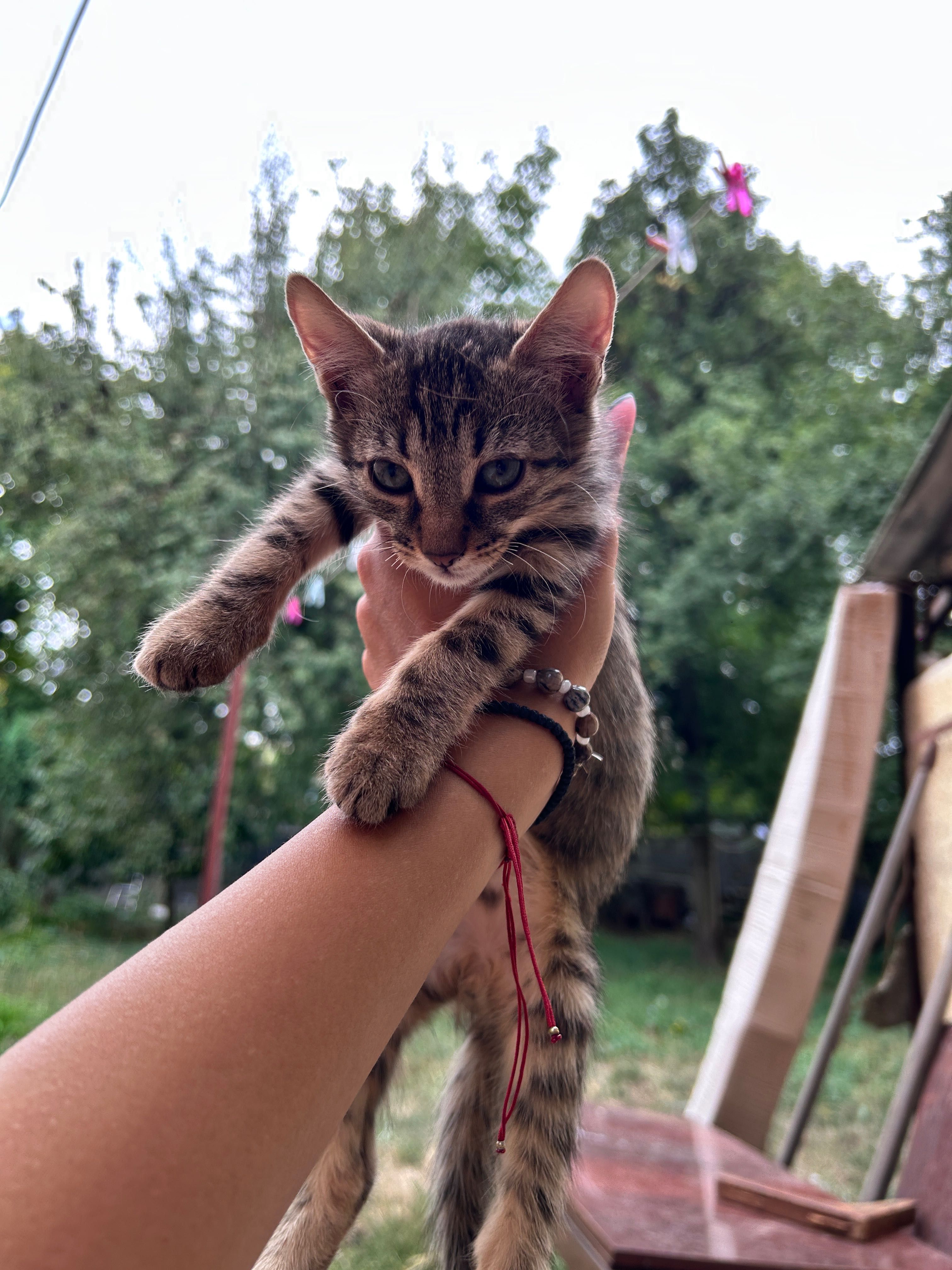 Подарявам котенца