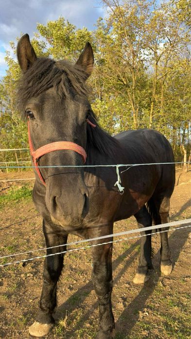Armasar negru de vanzare