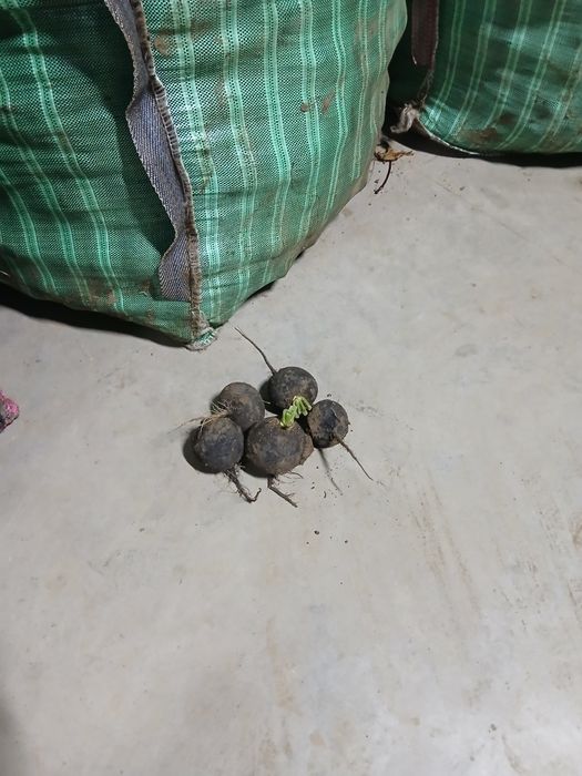 Ridichie neagra calitate foarte buna ambalata la big bag.