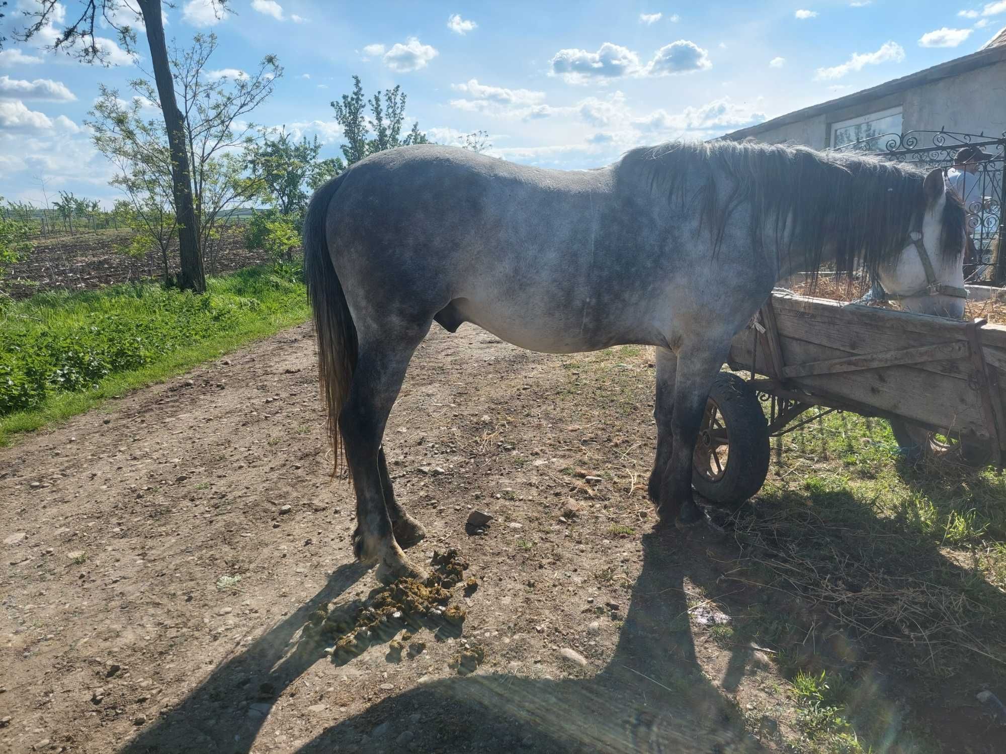 De vanzare armasar de 3/4 ani