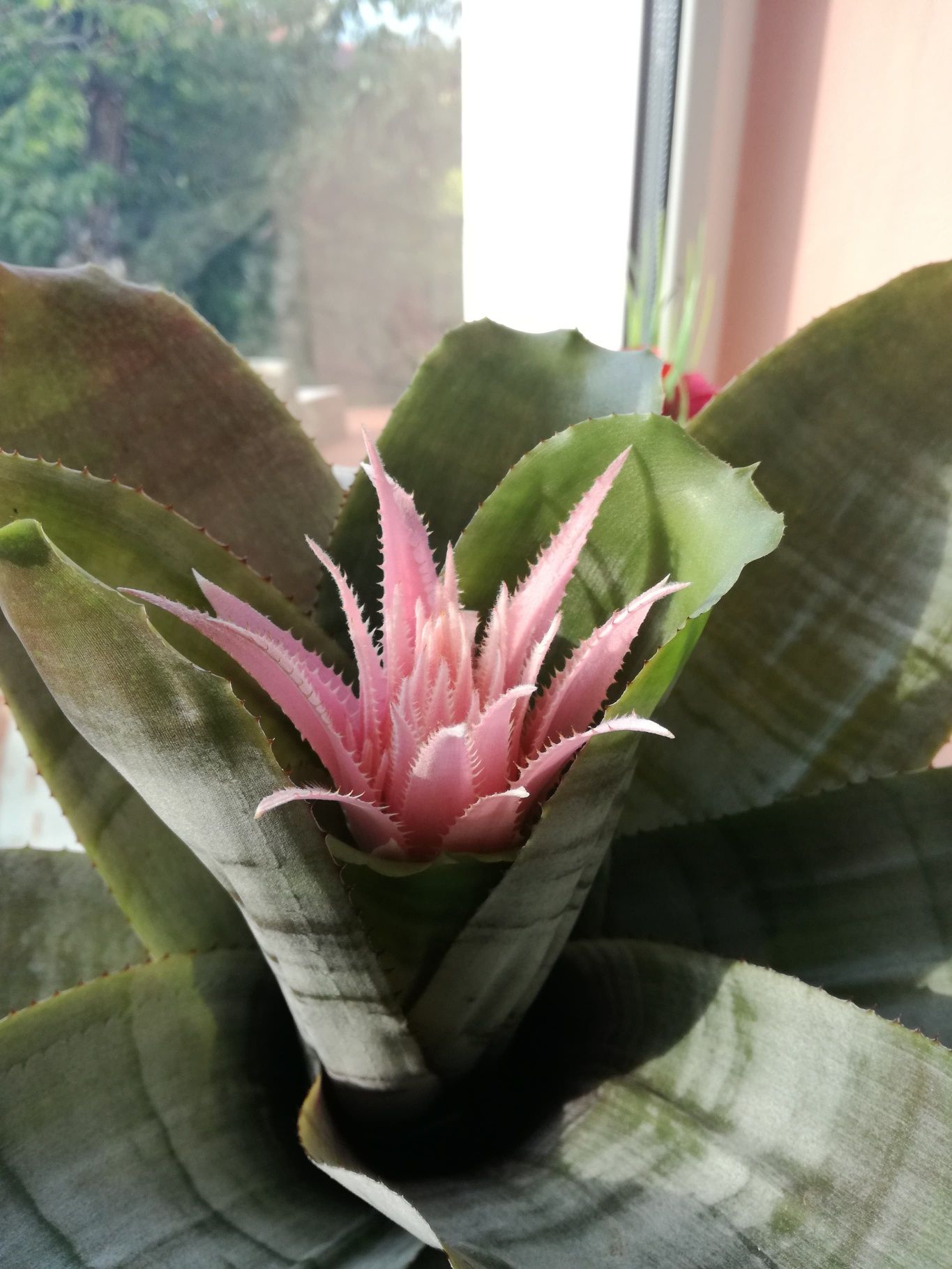 Розова ехмея/Aechmea fasciata