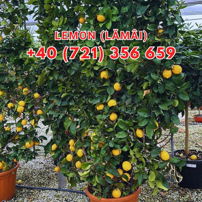 Brazi tuia maslini palmieri pohtinia bosai spirale magnoli arțari etc