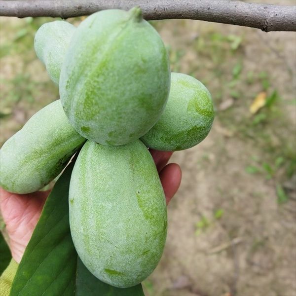 Banana nordului .