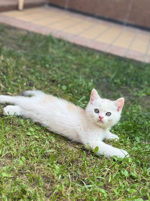 Породыстый котенек